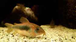 Corydoras aeneus