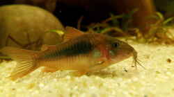 Apistogramma cacatuoides (männlich)