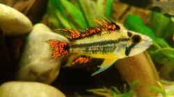 Apistogramma cacatuoides (männlich)