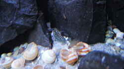 Besatz im Aquarium simileri Reich
