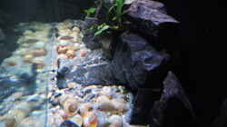 Aquarium simileri Reich