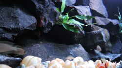 Pflanzen im Aquarium simileri Reich