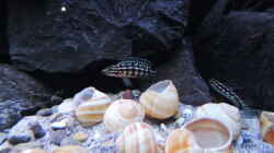 Besatz im Aquarium simileri Reich
