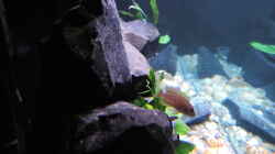 Besatz im Aquarium simileri Reich