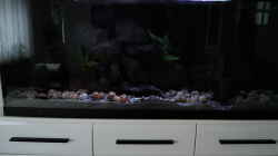 Aquarium simileri Reich