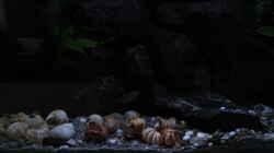 Aquarium simileri Reich