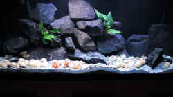 Aquarium simileri Reich