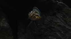Besatz im Aquarium simileri Reich