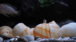 Besatz im Aquarium simileri Reich