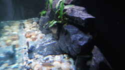Aquarium simileri Reich