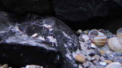 Dekoration im Aquarium simileri Reich