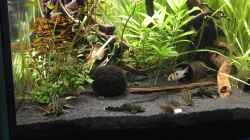 Besatz im Aquarium Becken 32366