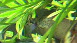 Dekoration im Aquarium Becken 32366