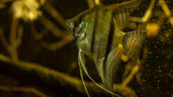 Pterophyllum scalare