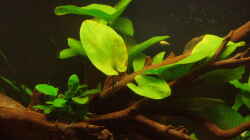 Echinodorus Dschungelstar (Roter Leopard Mutterpflanze)