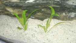 Echinodorus parviflorus