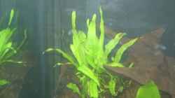 Microsorum pteropus