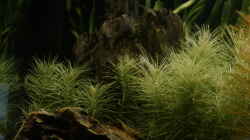 Pogostemon erectus