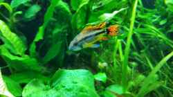 apistogramma cacatuoides