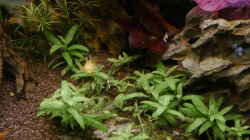 gaaaanz langsamme Staurogyne repens