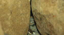Georgina in ihrer ´Höhle´
