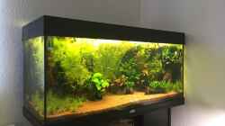 Aquarium African Life