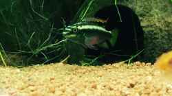 Pevilachromis