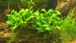 Anubias Nana Bonsai