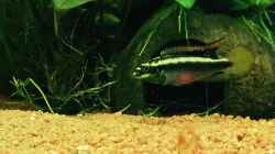 Besatz im Aquarium African Life