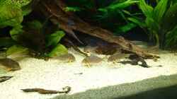 Corydoras sterbai (Januar 2016)