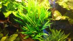 Cryptocoryne wendtii (Januar 2016)