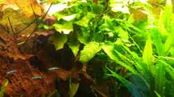 Anubias barteri (Januar 2016)