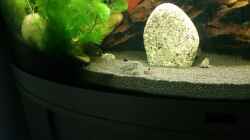 Aquarium Becken 32610