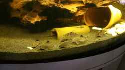 Aquarium Becken 32610