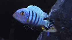 pseudotropheus cynotilapia kingsizei