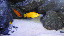 pseudotropheus chindongo saulosi