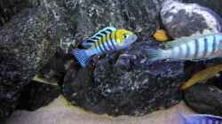 cynotilapia cobue