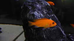metriaclima red red