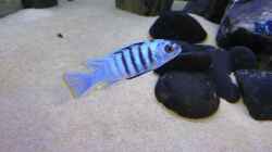 cynotilapia hara white rop