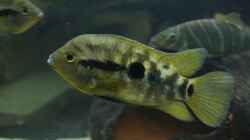 Herotilapia multispinosa (Regenbogencichlide)
