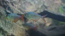 Hyphessobrycon columbianus (Rot-Blauer Kolumbianer)