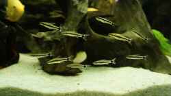 Otocinclus Hoppei (Ohrgitter-Harnischwels)