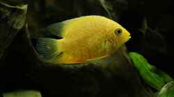 Heros severus (goldener Augenfleck-Buntbarsch)