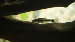 Otocinclus Hoppei (Ohrgitter-Harnischwels)