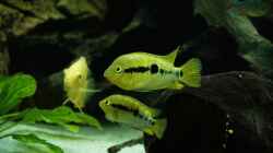 Herotilapia multispinosa (Regenbogencichlide)