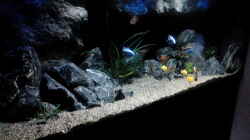 Aquarium Becken 32689