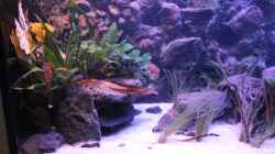 Aquarium Pseudancistrus Heaven