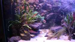 Aquarium Pseudancistrus Heaven