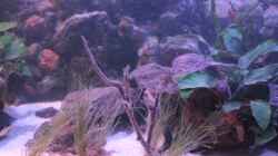 Aquarium Pseudancistrus Heaven