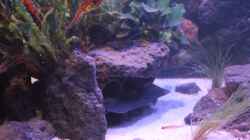 Aquarium Pseudancistrus Heaven